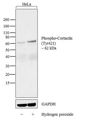 WB analysis of membrane extracts (30 microg lysate) of HeLa (Lane 1), and HeLa treated with Hydrogen peroxide (Lane 2) using GTX24904 Cortactin (phospho Tyr421) antibody. Dilution : 1:250 WB analysis of membrane extracts (30 microg lysate) of HeLa (Lane 1), and HeLa treated with Hydrogen peroxide (Lane 2) using GTX24904 Cortactin (phospho Tyr421) antibody. Dilution : 1:250