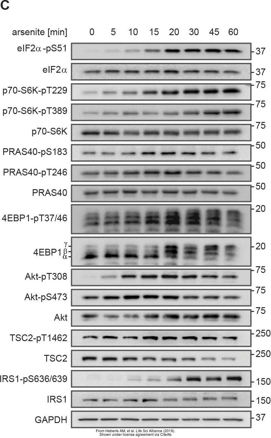 The data was published in the journal Life Sci Alliance in 2019.PMID: 30923191