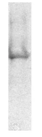 WB analysis of rat neuronal/glial cell extract using GTX25432 ATP5B antibody [4.3E8.D10].