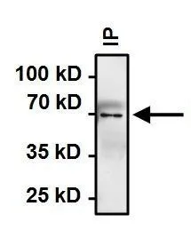 IP analysis of HeLa cell lysates using GTX25444 Hsp70 antibody [4G4]. IP reaction : 2microg antibody / 500microg lysate Dilution : 1:1000