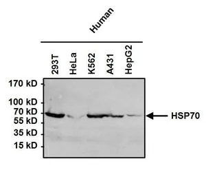 WB analysis of 50 ug of the indicated whole cell lysates using GTX25444 Hsp70 antibody [4G4]. Dilution : 1:1000