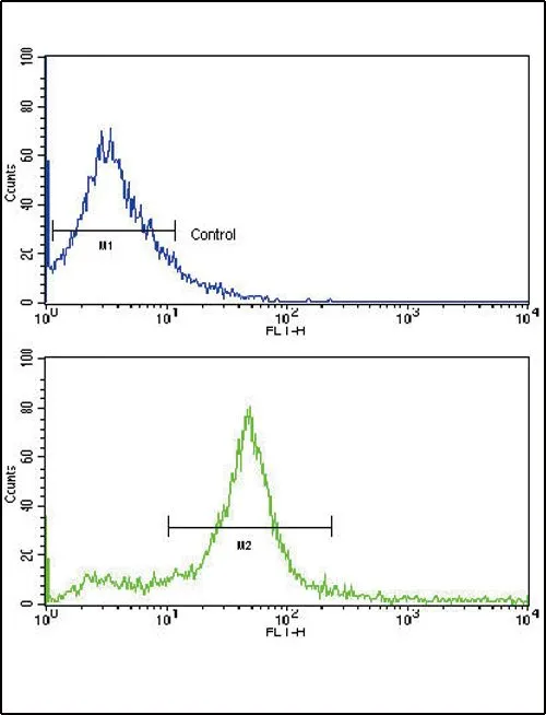 FACS analysis of 293 cells using GTX25470 Her3 / ErbB3 antibody. Top histogram : negative control Bottom histogram : 293 cells