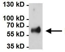 IP analysis of HeLa cell lysates using GTX25479 HSP60 antibody [2E1/53]. IP reaction : 2microg antibody / 500microg lysate Dilution : 1 microg/ml