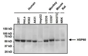 WB analysis of 50 ug of the indicated whole cell lysates using GTX25479 HSP60 antibody [2E1/53]. Dilution : 1 microg/ml