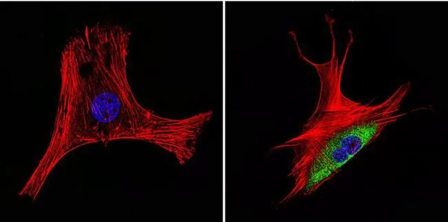 ICC/IF analysis of NIH-3T3 cells using GTX25479 HSP60 antibody [2E1/53]. Cells were probed without (left) or with(right) an antibody. Green : Primary antibody Blue : Nuclei Red : Actin Fixation : Formalin Permeabilization : 0.1% Triton X-100 in TBS for 5-10 minute Dilution : 1:20 overnight at 4oC