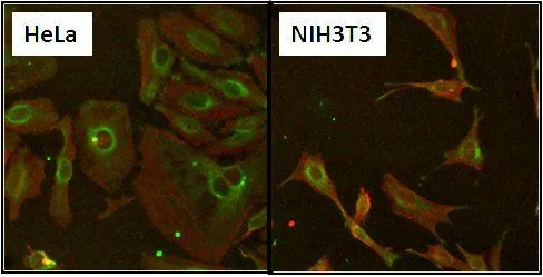 ICC/IF analysis of HeLa and NIH3T3 cells using GTX25479 HSP60 antibody [2E1/53]. Green : Primary antibody Red : Actin Fixation : Formalin Permeabilization : 0.1% Triton X-100 in TBS for 10 minutes Dilution : 10 microg/ml for at least 1 hour at room temperature