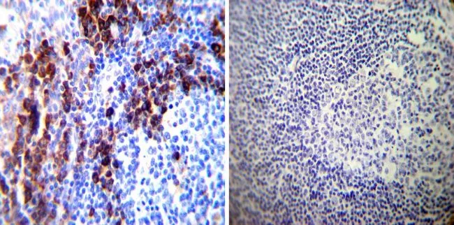 ICC/IF analysis of MDCK cells using GTX25484 PDI antibody [RL77]. Green : Primary antibody Blue : cell nucleus Permeabilization : 0.1% Triton X-100 Dilution : 1:100 in blocking buffer for at least 1 hour at room temperature