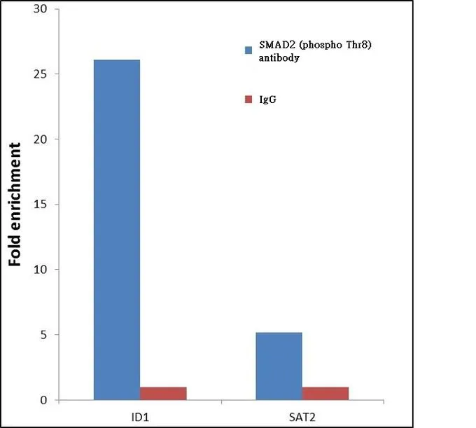 ChIP analysis of 2 million Jurkat cells treated with 50ng/ml of TGF-beta for one hour using GTX25487 SMAD2 (phospho Thr8) antibody. Normal Rabbit IgG was used as a negative IP control. The precipitated DNA was detected by PCR with primer set targeting to the promoter of ID1 gene as positive control and the inactive SAT2 used as negative control target. ChIP analysis of 2 million Jurkat cells treated with 50ng/ml of TGF-beta for one hour using GTX25487 SMAD2 (phospho Thr8) antibody. Normal Rabbit IgG was used as a negative IP control. The precipitated DNA was detected by PCR with primer set targeting to the promoter of ID1 gene as positive control and the inactive SAT2 used as negative control target.