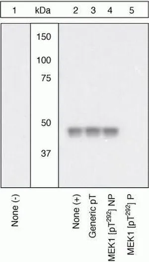 WB (peptide competition) analysis of NIH3T3 cells treated with 50 ng/mL PDGF for 15 minutes (Lanes 2-5) using GTX25612 MEK1 (phospho Thr292) antibody with a generic phosphothreonine-containing peptide (Lane 3), the non-phosphopeptide corresponding to the phosphopeptide immunogen (Lane 4), or the phosphopeptide immunogen (Lane 5) control. The data show that only the immunogen phosphopeptide blocks the signal, demonstrating the specificity of the antibody.