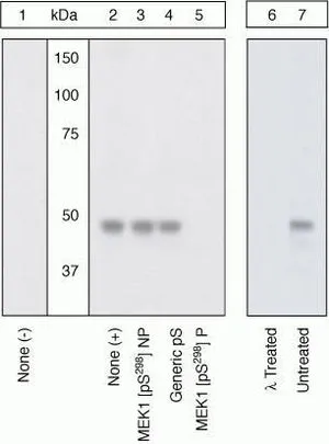 WB (peptide competition) analysis of NIH3T3 cells treated with 50 ng/mL PDGF for 15 minutes (Lane 2-7) using GTX25613 MEK1 (phospho Ser298) antibody prior incubated with the non-phosphopeptide corresponding to the phosphopeptide immunogen (Lane 3), a generic phosphoserine-containing peptide (Lane 4) or the phosphopeptide immunogen (Lane 5) control. The data show that only the immunogen phosphopeptide blocks the signal, demonstrating the specificity of the antibody. The membrane treated with phosphatase (Lane 6) eliminates the signal further verifying that the antibody is phospho-specific.