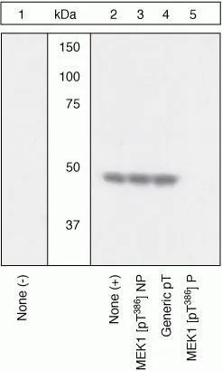 WB (peptide competition) analysis of NIH3T3 cells treated with 50ng/mL PDGF for 15 minutes (Lane 2-5) using GTX25615 MEK1 (phospho Thr386) antibody with the non-phosphopeptide corresponding to the phosphopeptide immunogen (Lane 3), a generic phosphothreonine-containing peptide (Lane 4), or the phosphopeptide immunogen (Lane 5) control. The data show that only the immunogen phosphopeptide blocks the signal, demonstrating the specificity of the antibody. WB (peptide competition) analysis of NIH3T3 cells treated with 50ng/mL PDGF for 15 minutes (Lane 2-5) using GTX25615 MEK1 (phospho Thr386) antibody with the non-phosphopeptide corresponding to the phosphopeptide immunogen (Lane 3), a generic phosphothreonine-containing peptide (Lane 4), or the phosphopeptide immunogen (Lane 5) control. The data show that only the immunogen phosphopeptide blocks the signal, demonstrating the specificity of the antibody.