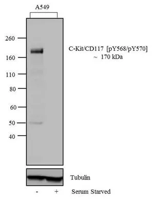 WB analysis of 20 ug of A549 (Lane1) and serum starved A549 (Lane2) cell lysate using GTX25616 c-Kit (phospho Tyr568/Tyr570) antibody. Dilution : 1:1000