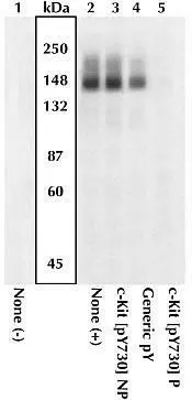 WB analysis of M07e cells left untreated (Lane 1) or treated (Lane 2-5) with SCF using GTX25633 c-Kit (phospho Tyr730) antibody.