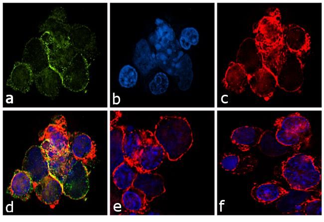 ICC/IF analysis of Jurkat cells treated with 250 ng/ml SCF for 5 minutes using GTX25634 c-Kit (phospho Tyr823) antibody.