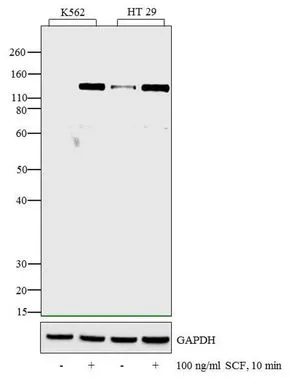 WB analysis of whole cell extracts (30 microg lysate) of K562 (Lane 1) treated for 10 minutes with 100 ng/ml of SCF (Lane 2), HT 29 (Lane 3) treated for 10 minutes with 100 ng/ml of SCF (Lane 4) using GTX25635 c-Kit (phospho Tyr936) antibody. Dilution : 1:250