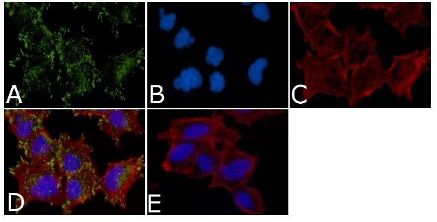 ICC/IF analysis of A549 cells using GTX25635 c-Kit (phospho Tyr936) antibody.