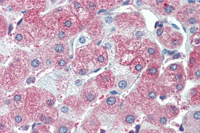 IHC-P analysis of human liver using GTX25639 SIL1 antibody, C-term. Antigen retrieval : citrate buffer pH 6 Dilution : 5microg/ml