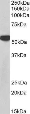 WB analysis of NIH-3T3 cell lysate using GTX25642 PTBP1 antibody, N-term. Dilution : 0.03microg/ml Loading : 35microg protein in RIPA buffer