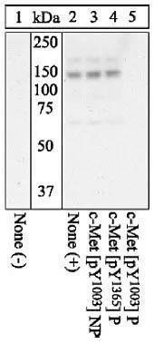 WB analysis of H69 cells unstimulated (Lane 1) or treated with 40 ng/mL HGF for 7.5 minutes (Lanes 2-5) using GTX25656 c-Met (phospho Tyr1003) antibody.