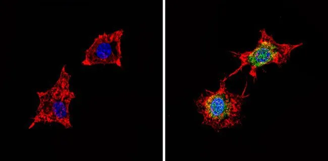 ICC/IF analysis of B-3 cells using GTX25665 PDE6D antibody.
