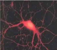 ICC/IF analysis of cultured rat hippocampal cells using GTX25666 SNAP25 antibody.