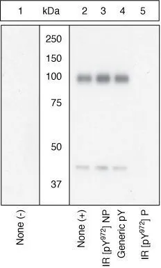 WB (peptide competition) analysis of CHO-T cells transfected with an insulin receptor-containing vector and stimulated with 50 nM insulin for 5 minutes (Lane 2-5) using GTX25678 Insulin Receptor beta (phospho Tyr960) antibody prior incubated with the non-phosphorylated peptide corresponding to the phosphopeptide immunogen (Lane 3), a generic phosphotyrosine-containing peptide (Lane 4), or the phosphopeptide immunogen (Lane 5). The data show that only the immunogen phosphopeptide blocks the signal, demonstrating the specificity of the antibody. WB (peptide competition) analysis of CHO-T cells transfected with an insulin receptor-containing vector and stimulated with 50 nM insulin for 5 minutes (Lane 2-5) using GTX25678 Insulin Receptor beta (phospho Tyr960) antibody prior incubated with the non-phosphorylated peptide corresponding to the phosphopeptide immunogen (Lane 3), a generic phosphotyrosine-containing peptide (Lane 4), or the phosphopeptide immunogen (Lane 5). The data show that only the immunogen phosphopeptide blocks the signal, demonstrating the specificity of the antibody.