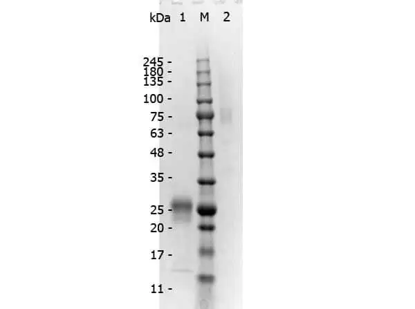 SDS-PAGE analysis of GTX25757 Rabbit Anti-Mouse IgG antibody, F(ab)2 fragment, pre-adsorbed. Lane 1 : Reduced GTX25757 Lane 2 : Non-reduced GTX25757 Loading : 1 microg SDS-PAGE analysis of GTX25757 Rabbit Anti-Mouse IgG antibody, F(ab)2 fragment, pre-adsorbed. Lane 1 : Reduced GTX25757 Lane 2 : Non-reduced GTX25757 Loading : 1 microg