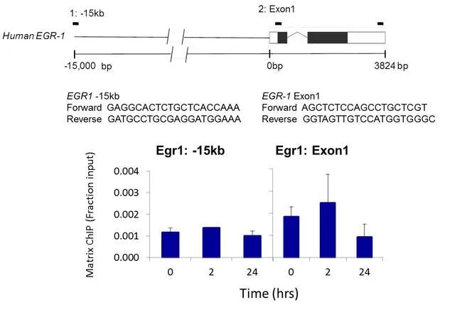 ChIP analysis of human 5A8 J-Lat T lymphocytes culture treated with 10 microg/mL PHA (phytohemaglutin) for 0, 2, and 24 hours using GTX25816 PKA beta (catalytic subunit) (phospho Ser338) antibody. Immunoprecipitation was performed using a multiplex microplate Matrix ChIP assay (refer to PMID: 22098709). The precipitated DNA was detected by PCR with primer set targeting to -15kb upstream and exon-1 of the EGR1 gene. IP reaction : 1.0ul antibody / 100ul sample ChIP analysis of human 5A8 J-Lat T lymphocytes culture treated with 10 microg/mL PHA (phytohemaglutin) for 0, 2, and 24 hours using GTX25816 PKA beta (catalytic subunit) (phospho Ser338) antibody. Immunoprecipitation was performed using a multiplex microplate Matrix ChIP assay (refer to PMID: 22098709). The precipitated DNA was detected by PCR with primer set targeting to -15kb upstream and exon-1 of the EGR1 gene. IP reaction : 1.0ul antibody / 100ul sample