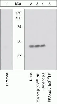 WB (peptide competition) analysis of 3T3-L1 cells using GTX25816 PKA beta (catalytic subunit) (phospho Ser338) antibody prior incubated with the non-phosphopeptide corresponding to the immunogen (Lane 3), a generic phosphoserine-containing peptide (Lane 4), or the phosphopeptide immunogen (Lane 5) control. The data show that only the immunogen phosphopeptide blocks the signal, demonstrating the specificity of the antibody. The membrane treated with phosphatase (Lane 1) eliminates the signal further verifying that the antibody is phospho-specific.