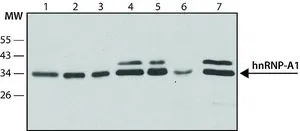 WB analysis of (1)HEK-293T (2) HeLa (3) G361 (4) COS7 (5) MDBK (6) NRK (7) CHO cells using GTX25832 hnRNP A1 antibody [9H10] at 1 microg/mL.