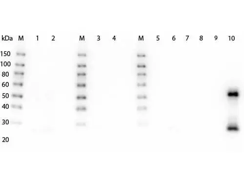 WB analysis of various samples using GTX25870 Goat Anti-Mouse IgG antibody, F(ab)2 fragment, pre-adsorbed (HRP). Lane 1 and 2 : Rabbit serum Lane 3 and 4 :Human serum Lane 5 : Human IgG Lane 6 : Rat IgG Lane 7 : Bovine IgG Lane 8 : Horse IgG Lane 9 : Rabbit IgG Lane 10 : Mouse IgG Dilution : 1:5000