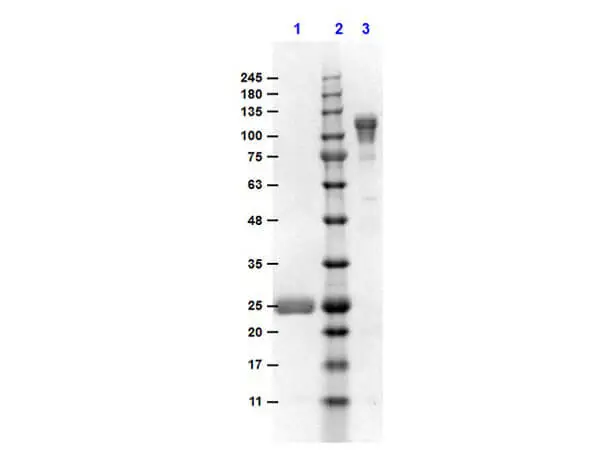 SDS-PAGE analysis of GTX25872 Goat Anti-Mouse IgG (Fc fragment) antibody, F(ab)2 fragment, pre-adsorbed. Lane 1 : Reduced GTX25872 Lane 2 : Non-reduced GTX25872 SDS-PAGE analysis of GTX25872 Goat Anti-Mouse IgG (Fc fragment) antibody, F(ab)2 fragment, pre-adsorbed. Lane 1 : Reduced GTX25872 Lane 2 : Non-reduced GTX25872