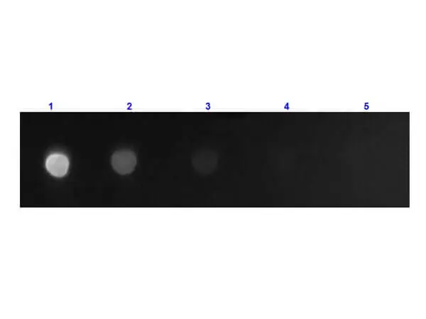 Dot blot analysis of mouse Fc fragment using GTX25874 Goat Anti-Mouse IgG (Fc fragment) antibody, F(ab)2 fragment, pre-adsorbed (FITC). Lane 1 : 100 ng Lane 2 : 33.3 ng Lane 3 : 11.1 ng Lane 4 : 3.7 ng Lane 5 :1.23 ng Dilution : 1 microg/mL Dot blot analysis of mouse Fc fragment using GTX25874 Goat Anti-Mouse IgG (Fc fragment) antibody, F(ab)2 fragment, pre-adsorbed (FITC). Lane 1 : 100 ng Lane 2 : 33.3 ng Lane 3 : 11.1 ng Lane 4 : 3.7 ng Lane 5 :1.23 ng Dilution : 1 microg/mL
