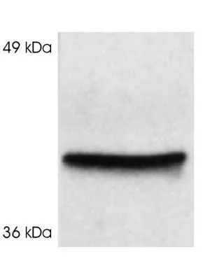WB analysis of rat brain extract using GTX25902 Cyclophilin 40 antibody.