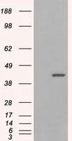 WB analysis of HEK293 overexpressing GIPC1 isoform 1 (mock transfection in first lane) using GTX25951 GIPC1 antibody,C-term.