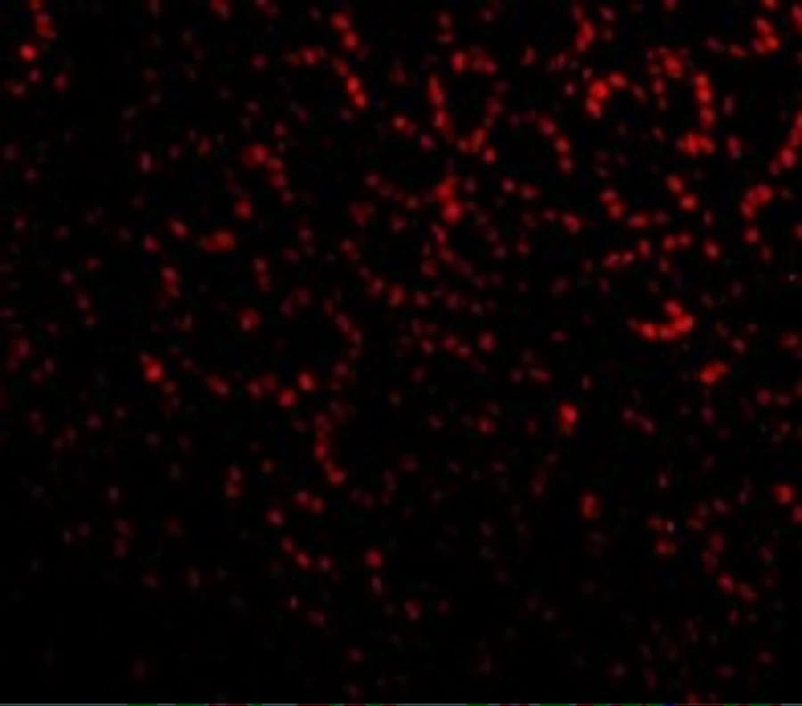 IHC-P analysis of Mouse Small Intestine cells using GTX25991 ANP32A antibody. Dilution : 20 microg/ml IHC-P analysis of Mouse Small Intestine cells using GTX25991 ANP32A antibody. Dilution : 20 microg/ml