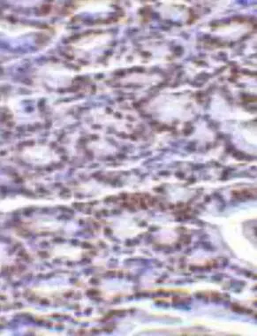 Immunohistochemical staining of PHAP I in mouse small intestine with PHAP I antibody (GTX25991)at 2microg/ml.