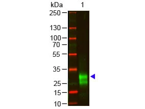 WB analysis of rabbit IgG (F(ab)2) using GTX26107 Goat Anti-Rabbit IgG (F(ab)2) antibody, F(ab)2 fragment, pre-adsorbed. Loading : 100 ng Dilution : 1:1000
