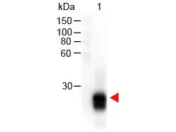 Western Blot of GTX26112 Sample: Rabbit IgG. Load: 100 ng per lane. Secondary antibody: GTX26112 at 1:1,000 for 60 min at RT.Predicted/Observed size: 28 kDa for Rabbit IgG.