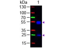 Western Blot of GTX26115Sample: Rat IgG Load: 50 ng per lane Secondary antibody: GTX26115 at 1:1,000 for 60 min at RT Predicted/Observed size: 55 and 28 kDa.