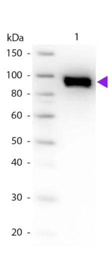 WB analysis of human plasminogen protein using GTX26189 Plasminogen antibody. Loading : 50 ng Dilution : 1:1000