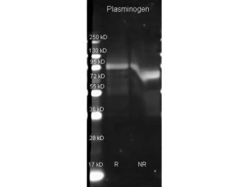 Goat anti Plasminogen antibody (GTX26189) was used to detect Plasminogen under reducing (R) and non-reducing (NR) conditions. Reduced samples of purified target proteins contained 4% BME and were boiled for 5 minutes. Samples of ~1ug of protein per lane were run by SDS-PAGE. Protein was transferred to nitrocellulose and probed with 1:3000 dilution of primary antibody (GTX26189).
