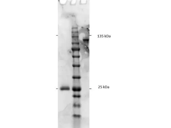 SDS-PAGE analysis of GTX26252 Goat Anti-Rat IgG (Fc fragment) antibody, F(ab)2 fragment, pre-adsorbed. Lane 1 : Reduced GTX26252 Lane 2 : Protein ladder Lane 3 : Non-reduced GTX26252 Loading : 1 microg SDS-PAGE analysis of GTX26252 Goat Anti-Rat IgG (Fc fragment) antibody, F(ab)2 fragment, pre-adsorbed. Lane 1 : Reduced GTX26252 Lane 2 : Protein ladder Lane 3 : Non-reduced GTX26252 Loading : 1 microg