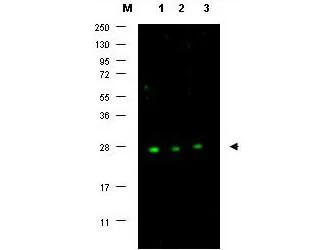 WB analysis of MCF-7 whole cell lysate using GTX26547 p27 Kip1 antibody. Dilution : 1:500