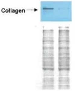 Western Blot of Rabbit anti-Collagen I antibody (GTX26577).