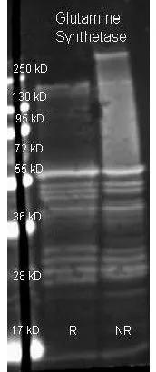 Genetex Goat anti Glutamine Synthetase antibody (GTX26585) was used to detect Glutamine Synthetase under reducing (R) and non-reducing (NR) conditions. Reduced samples of purified target proteins contained 4% BME and were boiled for 5 minutes. Samples of ~1ug of protein per lane were run by SDS-PAGE. Protein was transferred to nitrocellulose and probed with 1:3,000 dilution of primary antibody (on 4 degree C). Genetex Goat anti Glutamine Synthetase antibody (GTX26585) was used to detect Glutamine Synthetase under reducing (R) and non-reducing (NR) conditions. Reduced samples of purified target proteins contained 4% BME and were boiled for 5 minutes. Samples of ~1ug of protein per lane were run by SDS-PAGE. Protein was transferred to nitrocellulose and probed with 1:3,000 dilution of primary antibody (on 4 degree C).