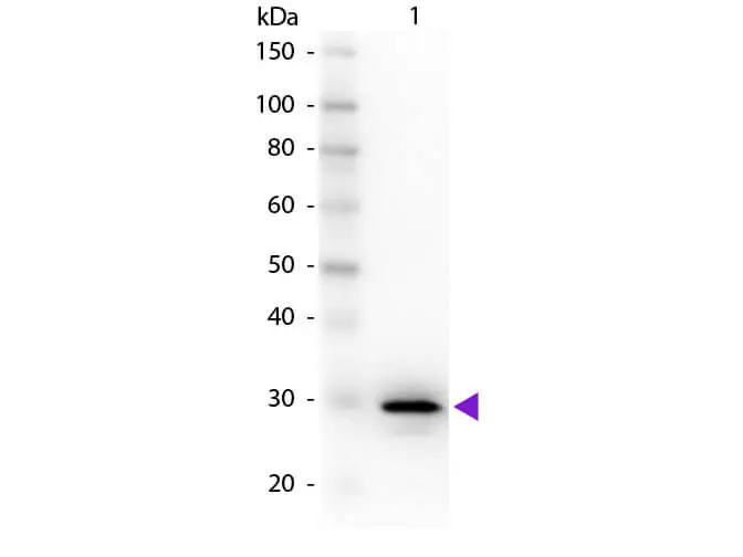 WB analysis of human Carbonic Anhydrase II protein using GTX26621 Carbonic Anhydrase II antibody. Loading : 50 ng Dilution : 1:1000