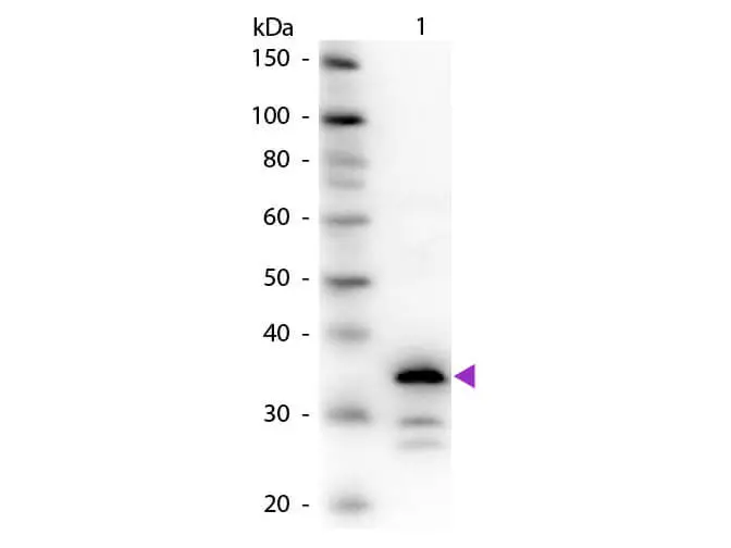 WB analysis of pig carboxypeptidase B using GTX26627 Carboxypeptidase B antibody. Loading : 50 ng Dilution : 1:1000 WB analysis of pig carboxypeptidase B using GTX26627 Carboxypeptidase B antibody. Loading : 50 ng Dilution : 1:1000