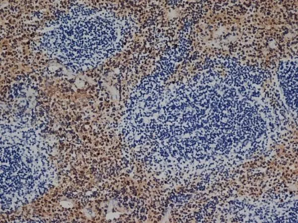 IHC-Fr analysis of mouse spleen tissue using GTX26640 F4/80 antibody [CI:A3-1].