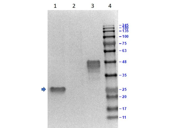 WB analysis of various samples using GTX26642 GST tag antibody (HRP). Lane 1 : 0.03 microg GST Lane 2 : Mock Lane 3 : 0.5 microg Recombinant GST protein Lane 4 : Protein ladder Dilution : 1 microg WB analysis of various samples using GTX26642 GST tag antibody (HRP). Lane 1 : 0.03 microg GST Lane 2 : Mock Lane 3 : 0.5 microg Recombinant GST protein Lane 4 : Protein ladder Dilution : 1 microg